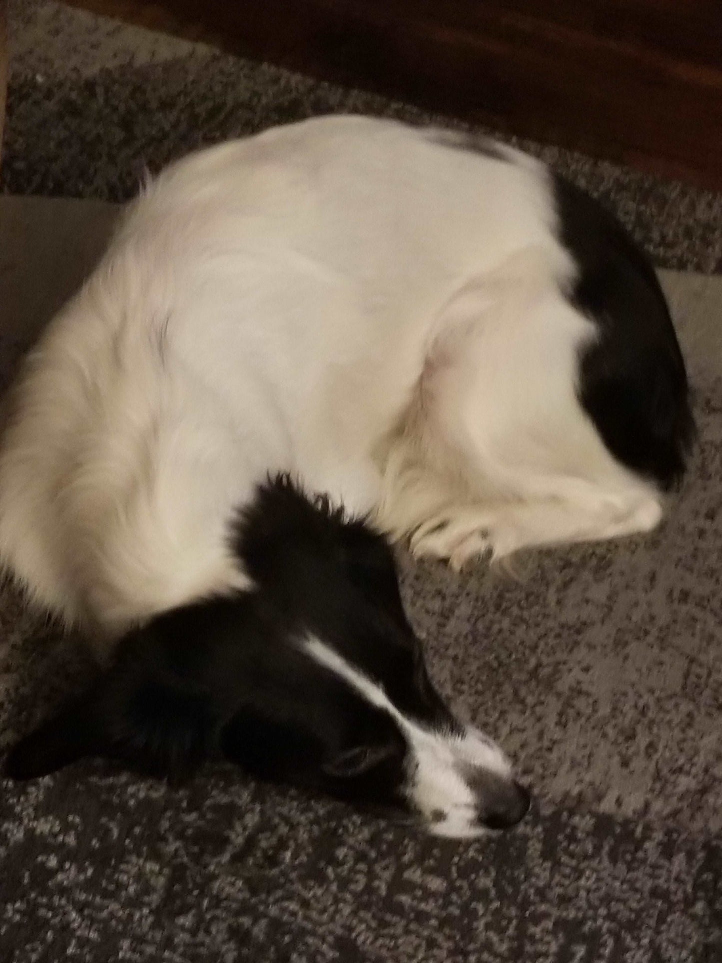 STORMI DOGGY FRESH COAT SPRAY